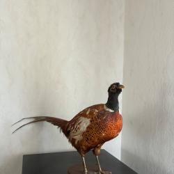 Faisan naturalis&eacute; sur socle en bois - D&eacute;coration