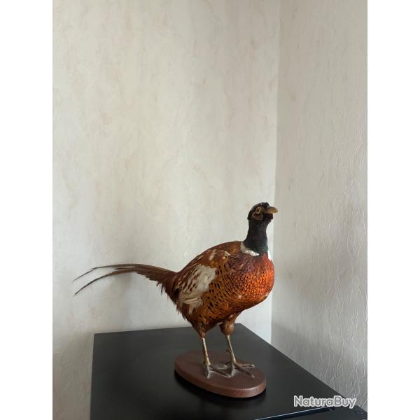 Faisan naturalis� sur socle en bois - D�coration