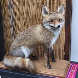 Renard naturalis&eacute;