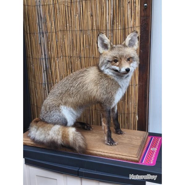 Renard naturalis�