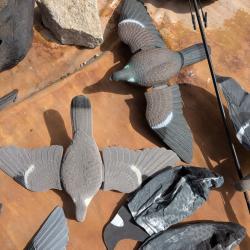formes pigeons