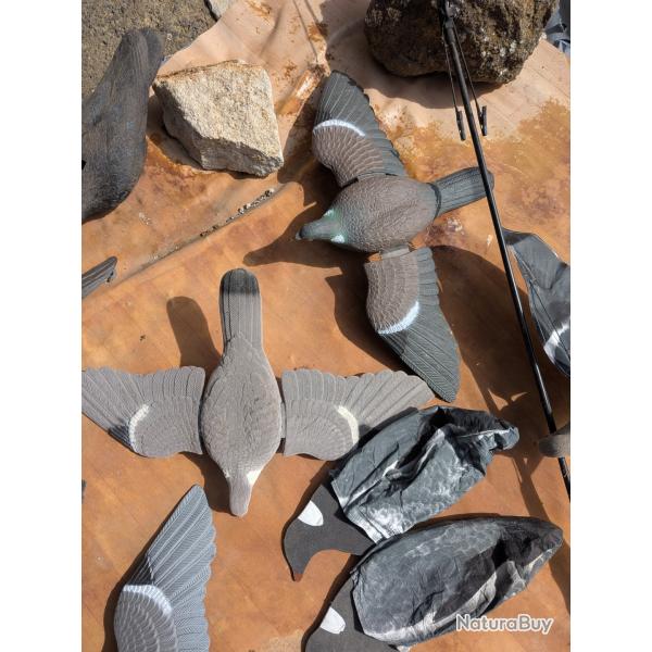 formes pigeons