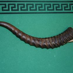 Coupe Cigare Antilope