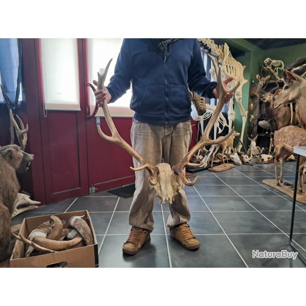 Massacre de cerf �laphe ; Cervus elaphus 12 cors #2010