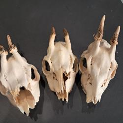 Lot de 3 cr&acirc;nes de chevreuil #070343