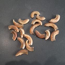 Lot de griffes (ongles) de mammif&egrave;re #LOS(14)
