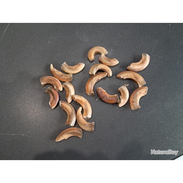Lot de griffes (ongles) de mammif�re #LOS(14)