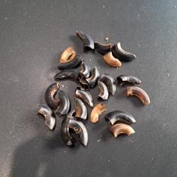 Lot de griffes (ongles) de mammif&egrave;re #LOS(15)