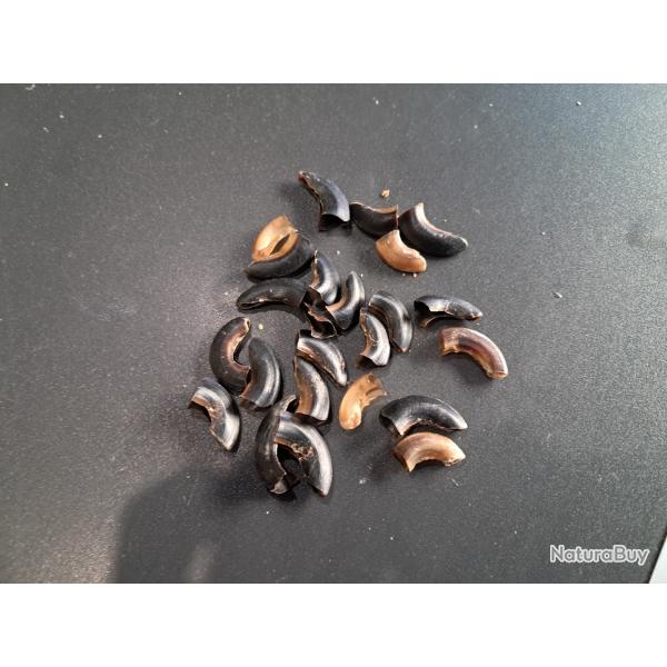 Lot de griffes (ongles) de mammif�re #LOS(15)